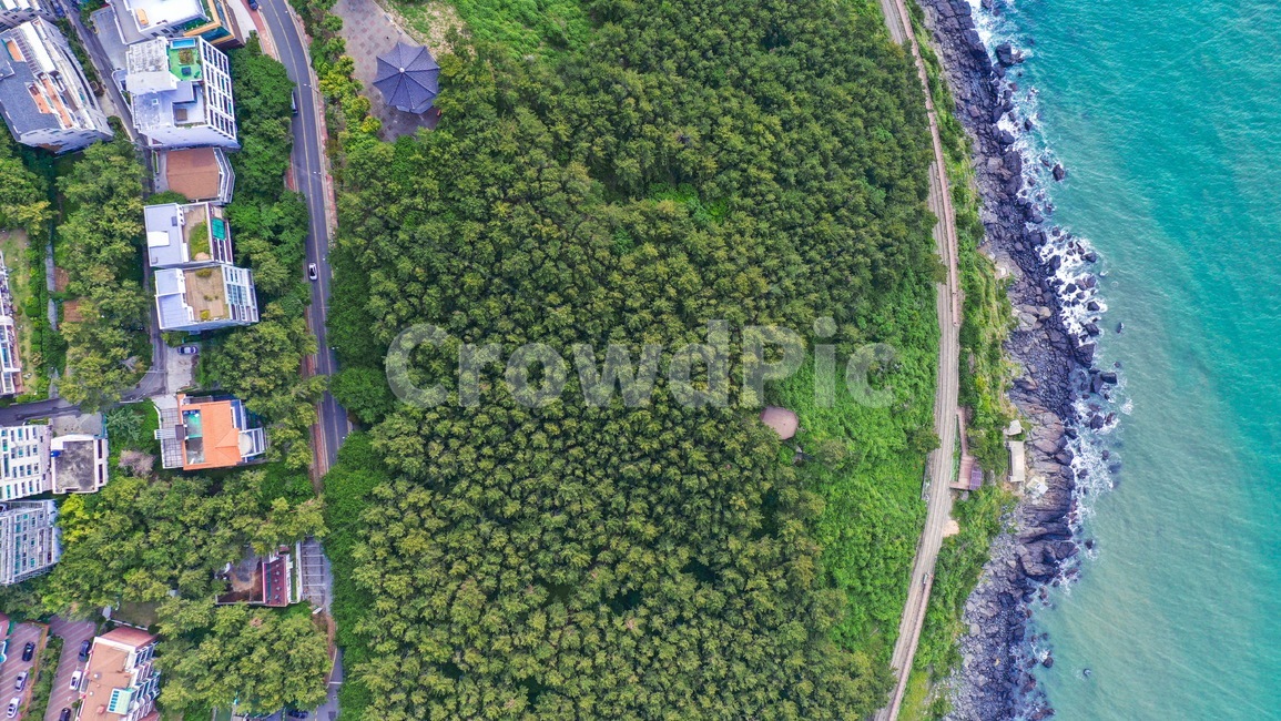 파도,드론,바다,숲,소나무,길,scenery,풍경,outdoors,옥외,nature,자연,landscape,경치,plant,식물,자연,풍경,nature,landscape