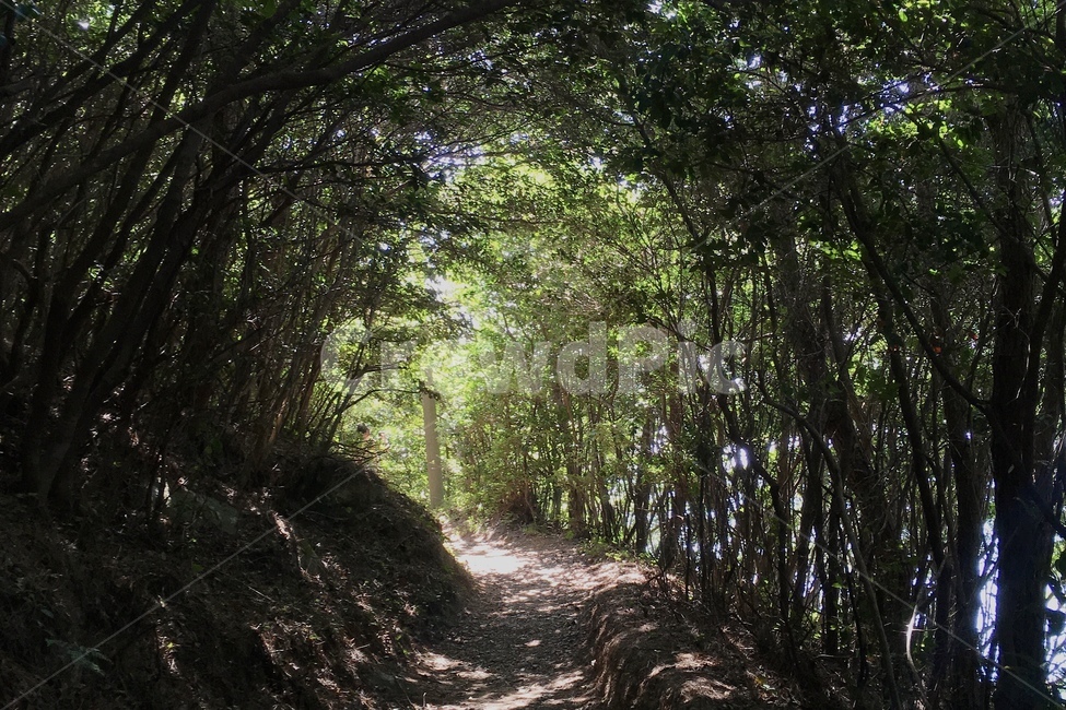 몽환,나무,자연,여름,숲,자연,풍경,nature,landscape,path,통로,plant,식물,tree