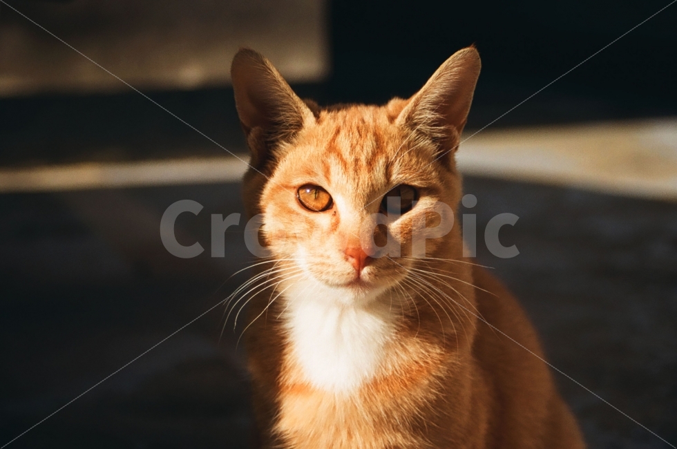 고양이,cat,동물,animal,포유류,길고양이,표정,감정,emotion,감성사진,새끼,그림자,빛,햇빛,light,sunshine,동물,animal,포유류,mammal,고양이,cat,kitten,kitty,감성,sensible,feeling