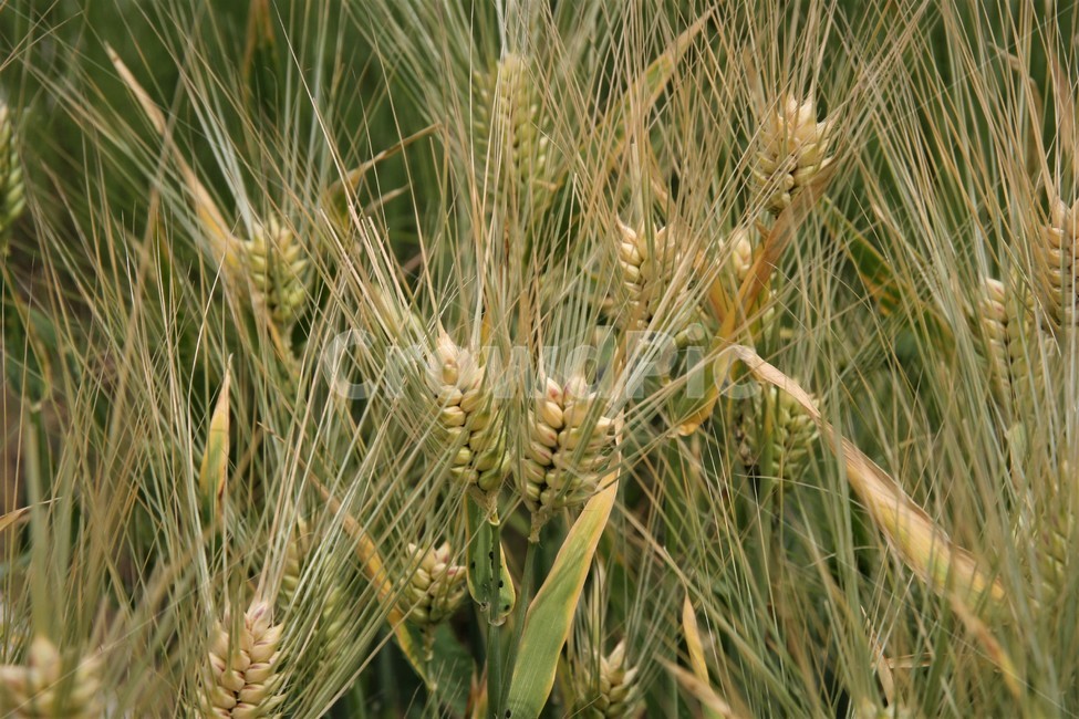 벼,낱알,곡식,추수,쌀,곡류,곡식,cereals,산업,industry,industrial,농업,농사,agriculture,farming,farming industry
