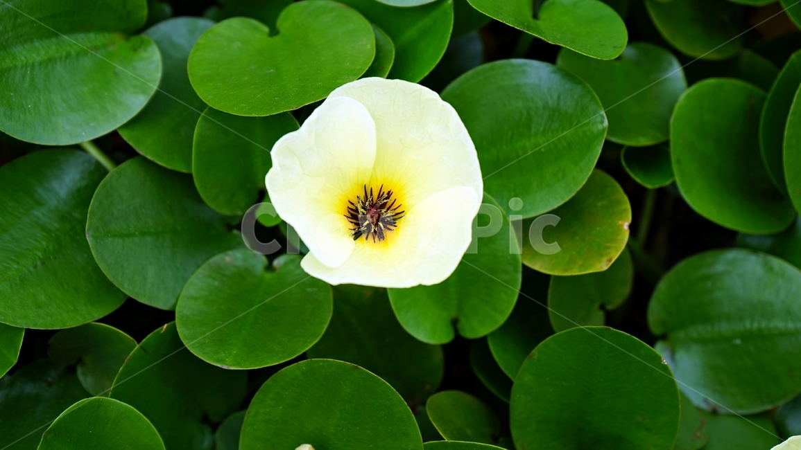 꽃,암술,식물,정원,흰색,노랑색,녹색,blooming,flower,green,plant,botany,식물,자연,plants,nature,꽃,flower