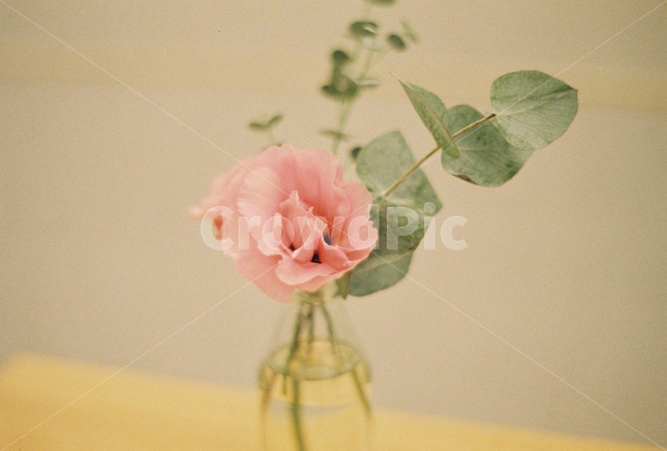 장식,카페,꽃병,감성,vintagepink,plant,식물,blossom,flower,꽃,분홍색꽃,pink,필름사진,필름,식물,자연,plants,nature,꽃,flower