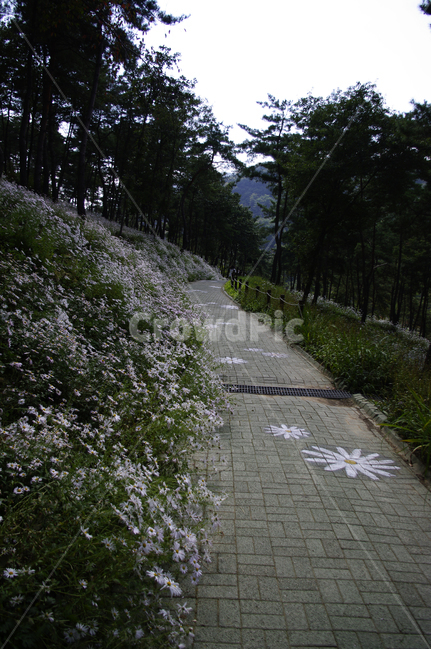 나무,구절초,꽃,풍경,식물,flower,길,path,통로,walkway,보도,sidewalk,pavement,포장,flagstone,판석