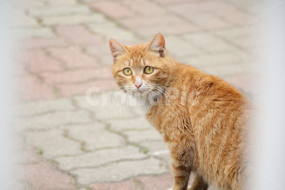 눈빛교환,동물,고양이,길냥이,따듯함,만남,인사,동물,animal,포유류,mammal,고양이,cat,kitten,kitty