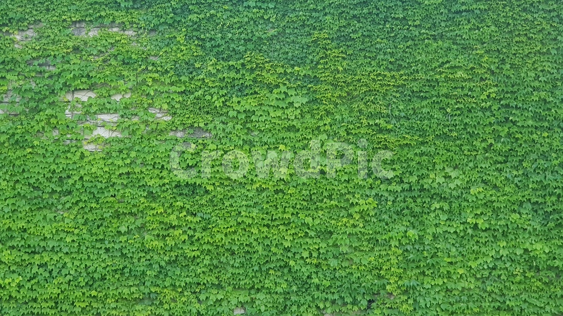 spring vine,Navy,green leaves,Vines,green vine,ivy,vine