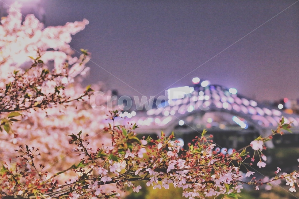대전,봄,벚꽃,목척교,야경,밤마실,봄,계절,spring,season,야경,밤,풍경,nightscape,night,landscape,식물,자연,plants,nature,꽃,flower,감성,sensible,feeling,plant,blossom,cherry blossom