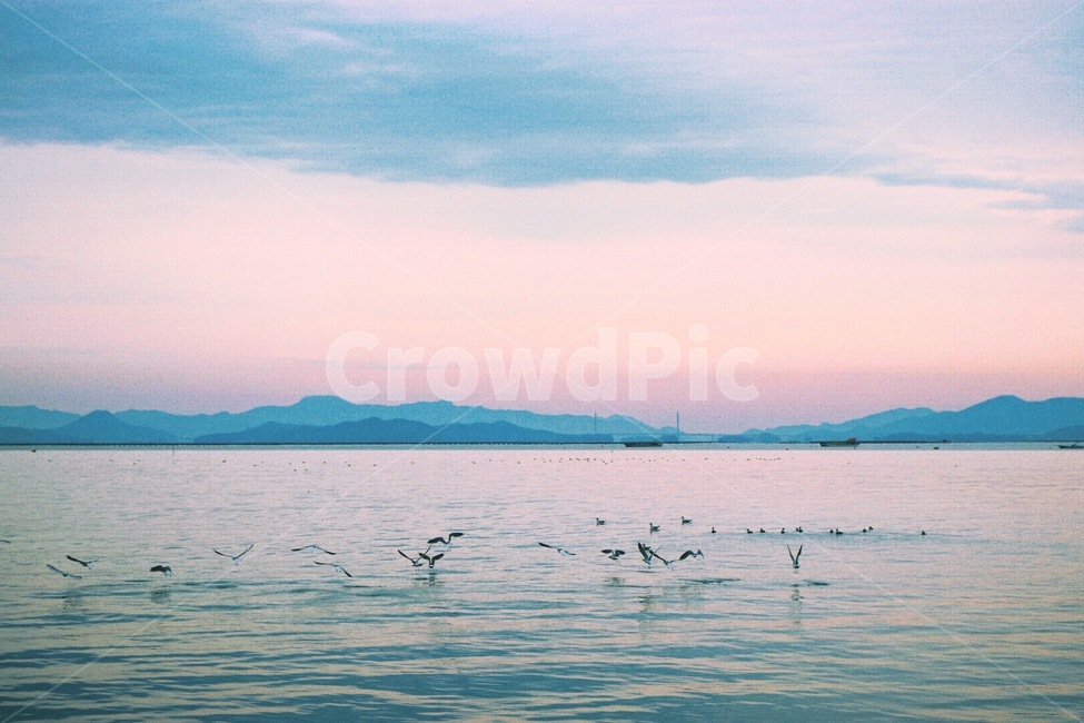 파스텔,pastel,색감,바다,갈매기,자연,풍경,nature,landscape,색깔,색상,색채,색감,color sense,color sensitivity,feeling of color,outdoors,옥외,water,물,animal,동물,bird,새