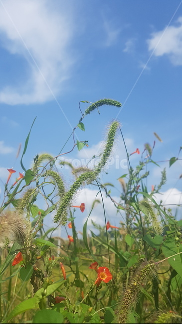 여름,여름풍경,여름꽃,꽃,시골풍경,야생화,풀,여름배경