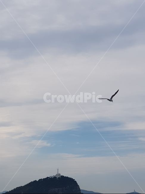 하늘,구름,갈매기,풍경,아름다운,sky,bird,seagull,clouds,view,cloud