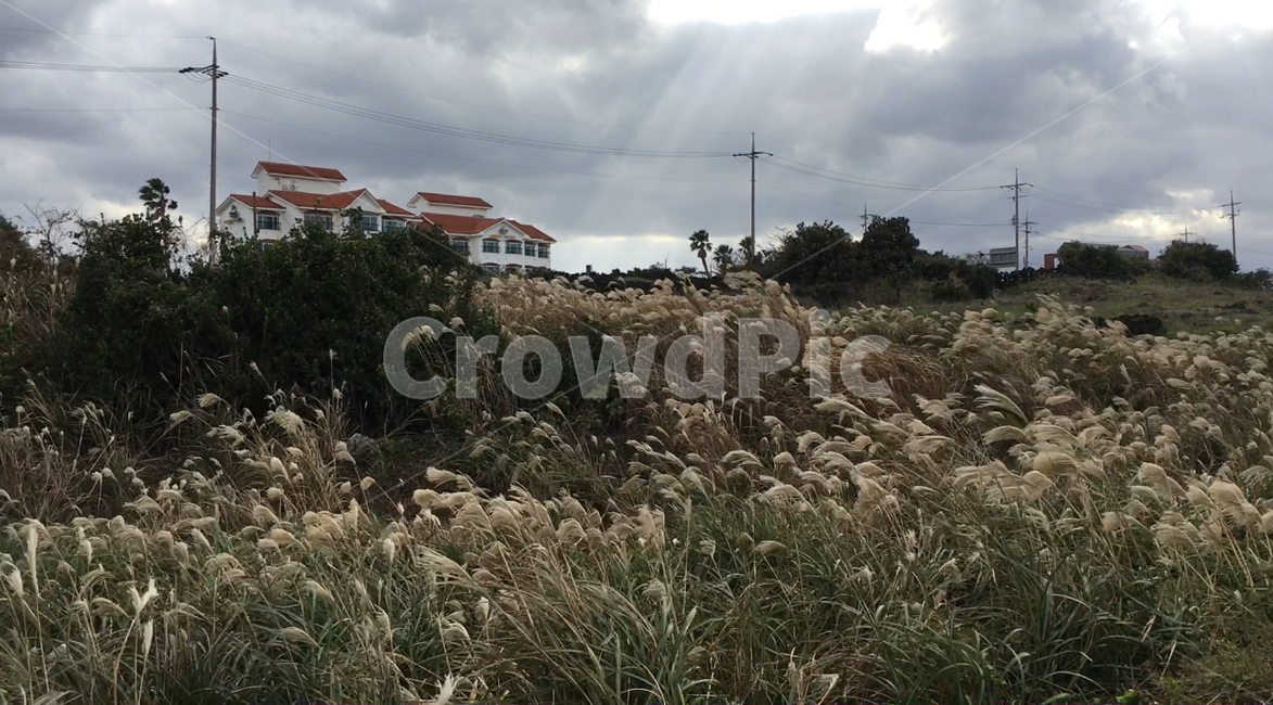 grass,잔디,식물,갈대,reed,바람,식물,자연,plants,nature