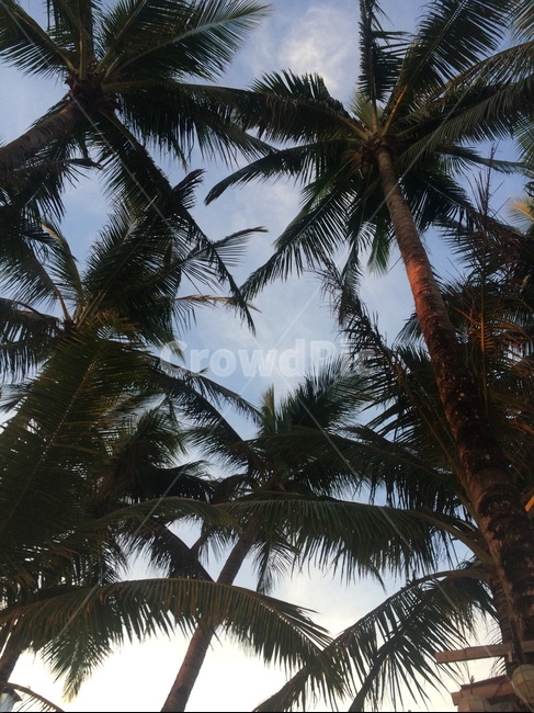 야자수,휴양지,하늘,나무,섬,보라카이,초록,하늘색,구름,palm,vacation,sky,view,tree,boracay,island,green,blue,cloud
