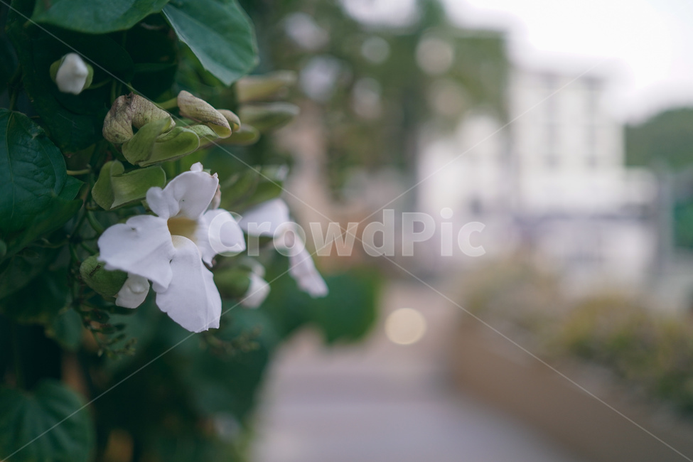 꽃,하얀꽃,여름,가을꽃,여름꽃,하얀색,길가,계절,초록색,초록잎,plants,자연,감성,flowers,flower,식물,season,summer