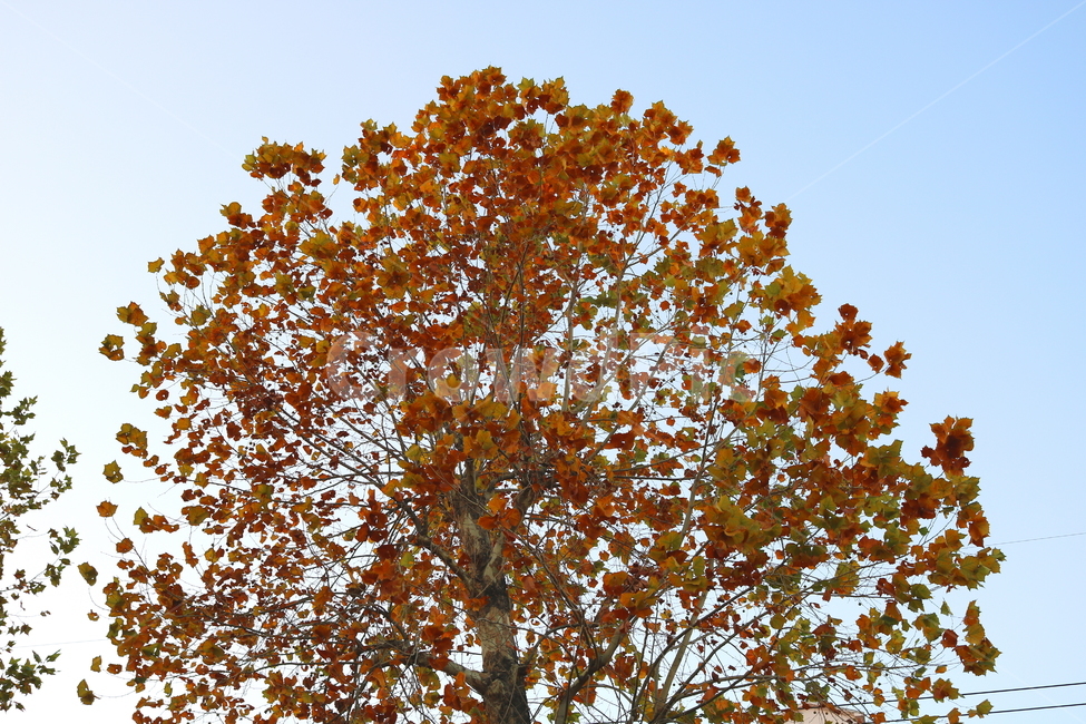 나무,단풍,단풍나무,자연,가을,나뭇잎,식물,가을,계절,fall,autumn,season,식물,자연,plants,nature,나무,trees,wood,tree,plant