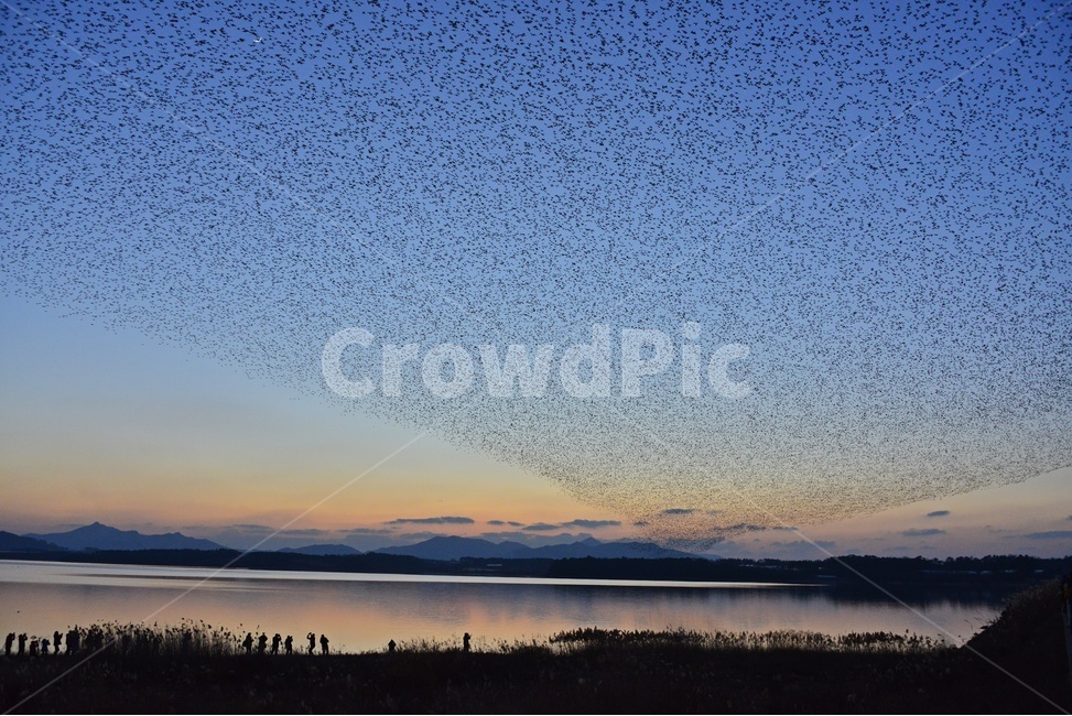 동림지,동림지가창오리,가창오리,가창오리군무,동림지황혼,nature,자연,outdoors,옥외,water,물,flock,대군,animal,동물,자연,풍경,nature,landscape