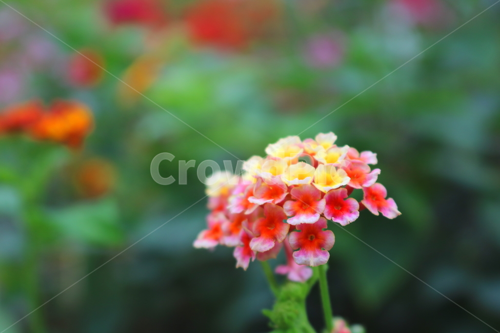 란타나,꽃,란타나꽃,식물,열대식물,란타나카마라,마편초과,자연,식물,자연,plants,nature,꽃,flower