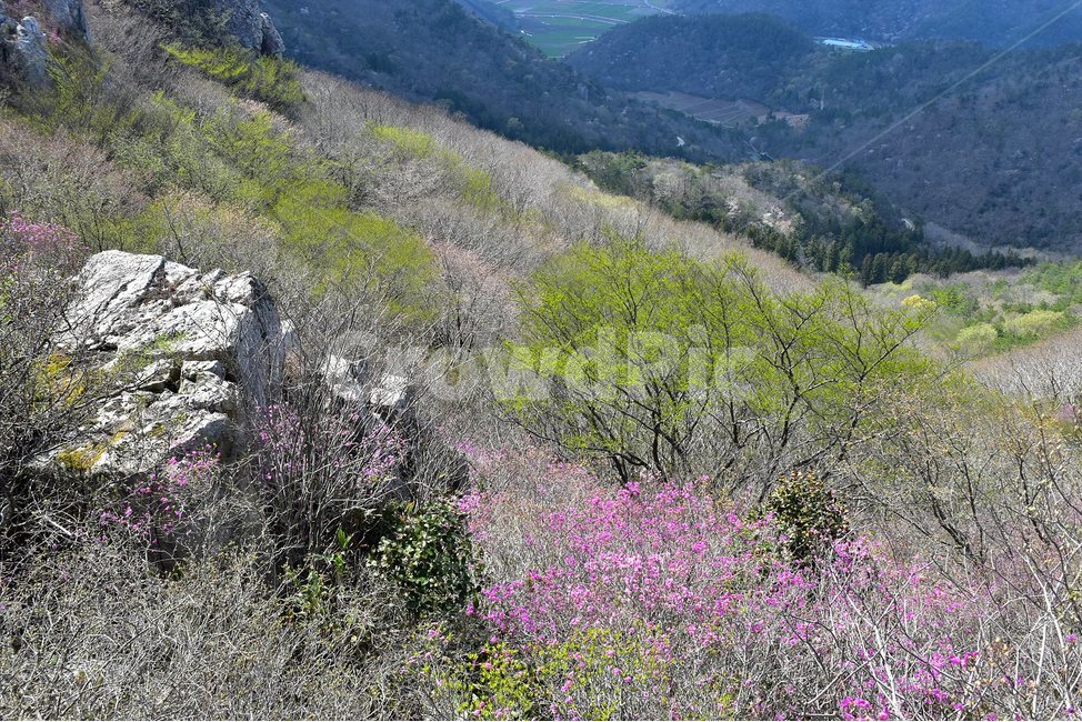 주작산,덕룡산,종주,진달래,풍경,기암,바위,비경,봄풍경,진달래꽃,강진,명산,산행,등산,마운틴,힐링,mountain,landscape,자연,natural,자연,풍경,nature,landscape,한국자연풍경,한국자연경관,korea nature landscape,slope,경사,outdoors,옥외