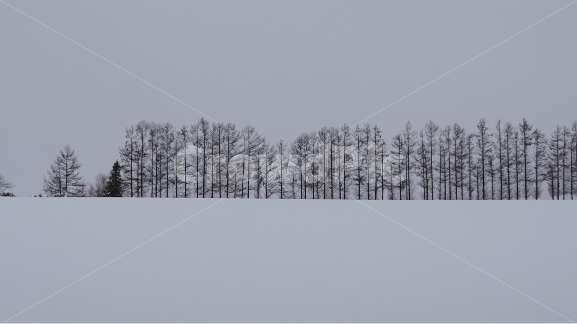 일본,홋카이도,비에이,눈,japan,hokkaido,biei,snow,겨울,계절,winter,season,자연,풍경,nature,landscape,해외,외국,세계,foreign,oversea,world,세계자연풍경,해외자연풍경,외국자연풍경,world nature landscape,식물,plants,나무,trees,wood,storm,폭풍,blizzard,눈보라,outdoors,옥외,weather,날씨