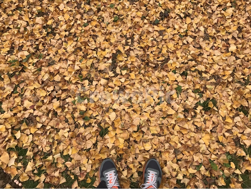 가을,운동화,낙옆,공원,노랑,단풍잎,단풍,가을,계절,fall,autumn,season,사람,인물,인간,human,person