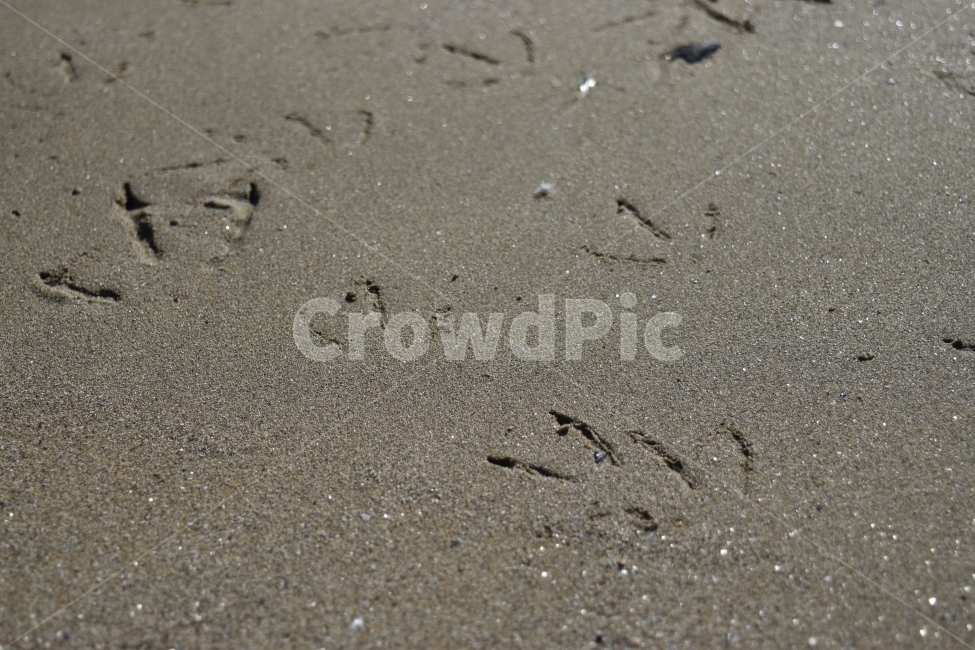 갈매기,발자국,바다,모래,해변,해변,바다,beach,sea