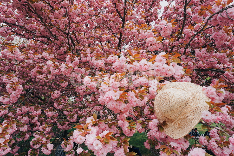 겹벚꽃,꽃,불국사겹벚꽃,봄꽃,벚꽃,분홍,감성,계절,봄,봄,계절,spring,season,식물,자연,plants,nature,꽃,flower,plant