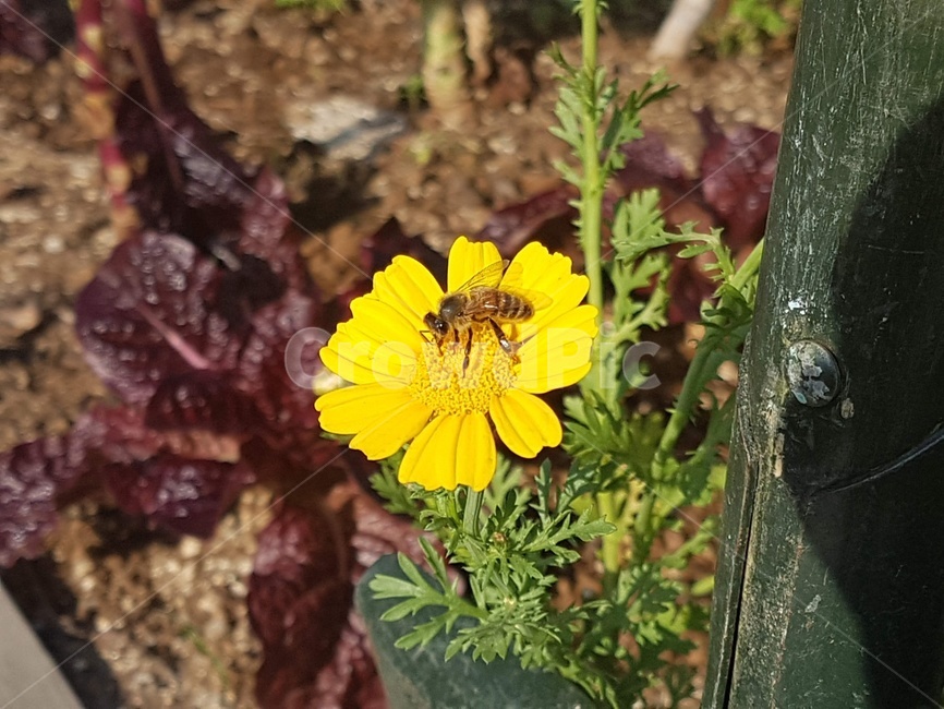식물,plant,insect,곤충,무척추동물,bee,벌,꽃,동물,꿀벌,animal,식물,자연,plants,nature,꽃,flower,곤충,벌레,insect,bug