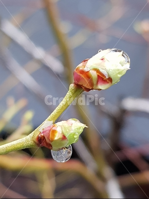 봄,새싹,비온뒤,빗방울,새봄,삼월,꽃잎,봄,계절,spring,season,식물,자연,plants,nature,꽃,flower,비,비오는날,rain,rainy