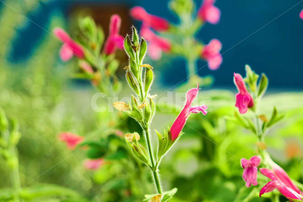 허브,꽃,식물,온실,화원,생화,조화,flower,plant,nature,자연,식물,자연,plants,nature,꽃,flower