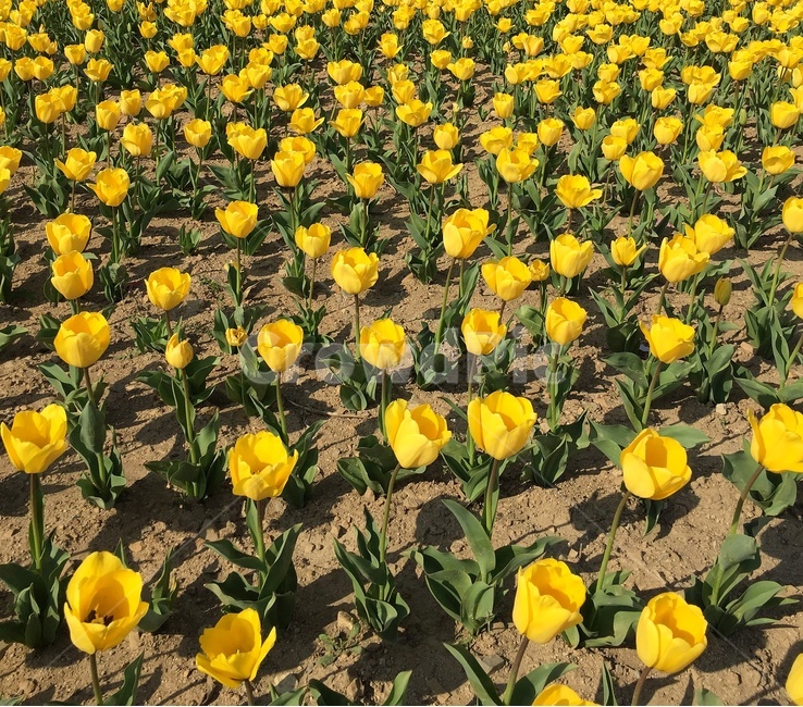 튤립,노랑,노란색,yellow,flower,꽃,꽃밭,봄,tulip,식물,blossom,plant,튤립꽃밭,들판,들,spring