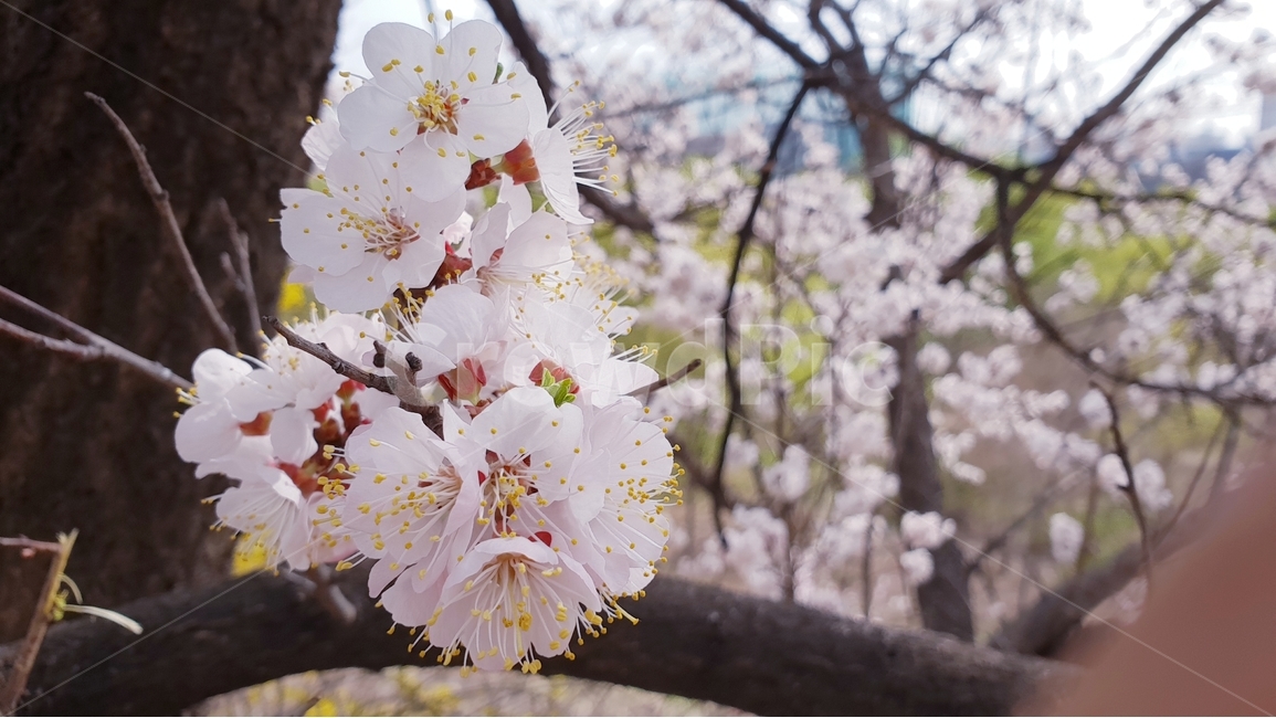 벚꽃,봄,이미지,흰색,계절,나뭇가지,벚나무,벚꽃나무,예쁜,아름다운,접사,하얀,배경,백그라운드,월페이퍼,식물,꽃,풍경,봄,계절,spring,season,식물,자연,plants,nature,꽃,flower,plant,cherry blossom,blossom