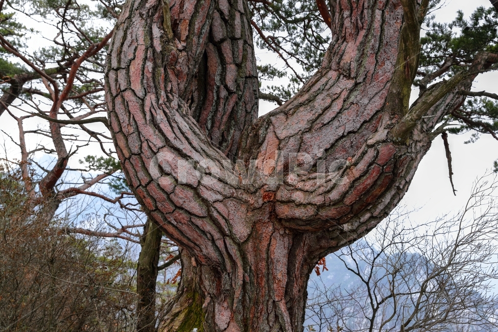 소나무,월악산,산,만수봉,나무,식물,자연,plants,nature,나무,trees,wood
