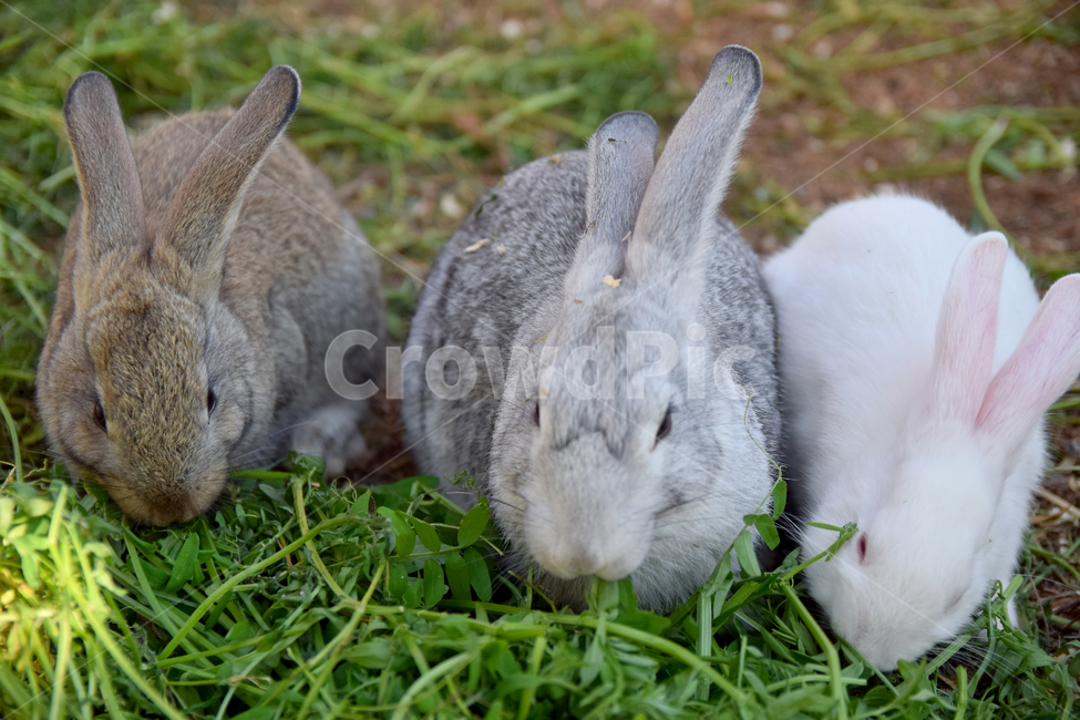 토끼,집토끼,가축,동물,큰귀,귀여운,rbbit,animal,포유류,mammal