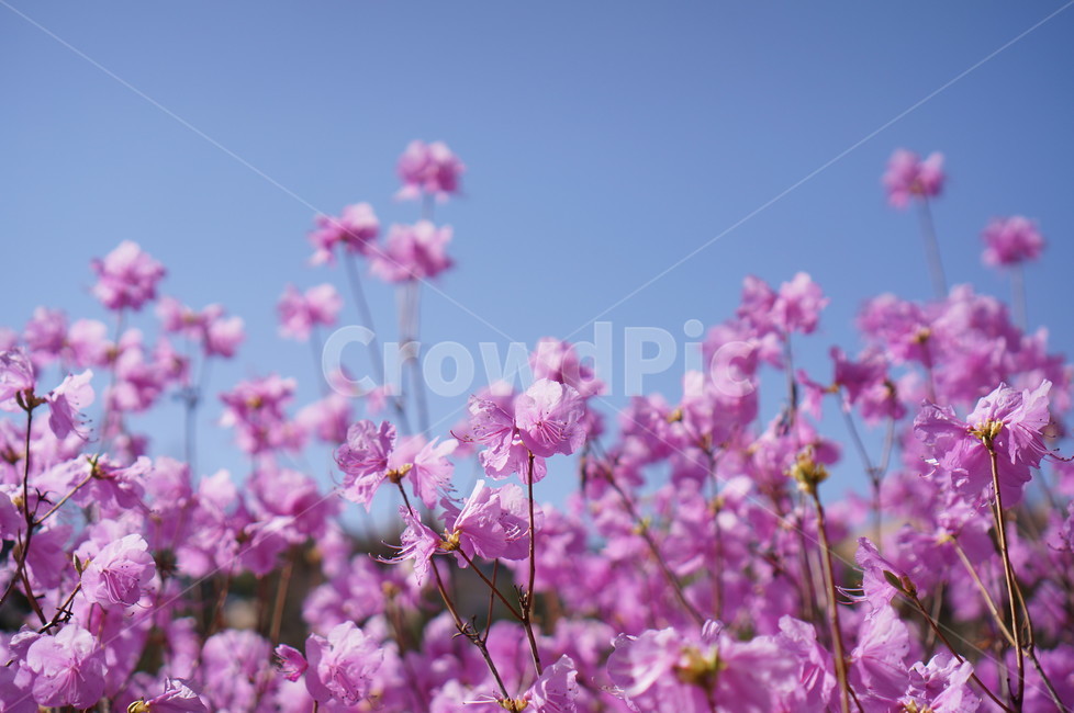 꽃,진달래꼴,하늘,분홍,진달래,식물,자연,plants,nature,꽃,flower