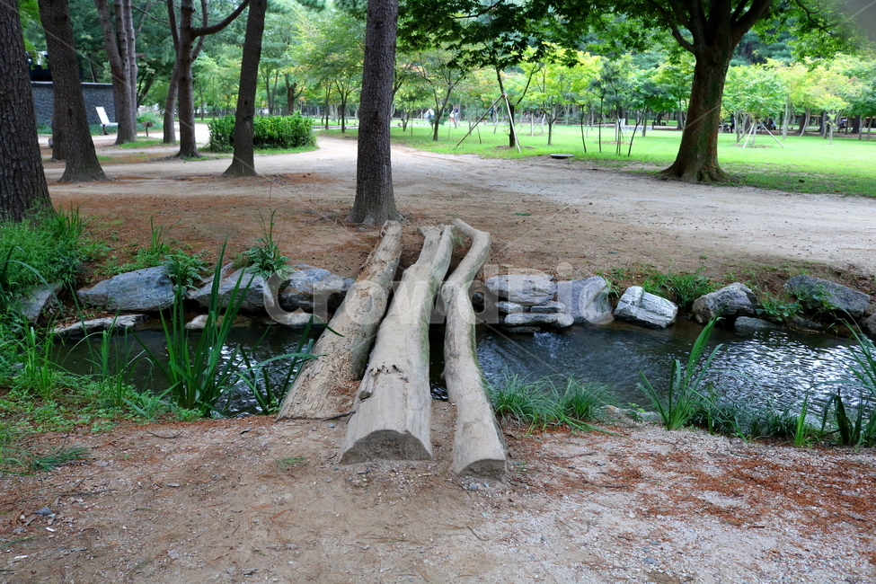 남이섬,나무,산책길,물,나무다리,개천,자연,풍경,nature,landscape,wood,tree,plant,식물,tree trunk,나무 줄기