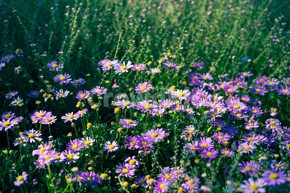 꽃,꽃사진,봄,가을,봄꽃,자연,식물,자연,plants,nature,꽃,flower,휴식,힐링,rest,relaxation,healing