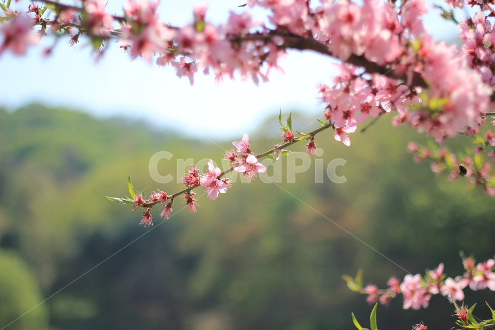 봄,나들이,벚꽃,매화,붉은꽃,빨간색,꽃,대공원,봄,계절,spring,season,식물,자연,plants,nature,꽃,flower,plant
