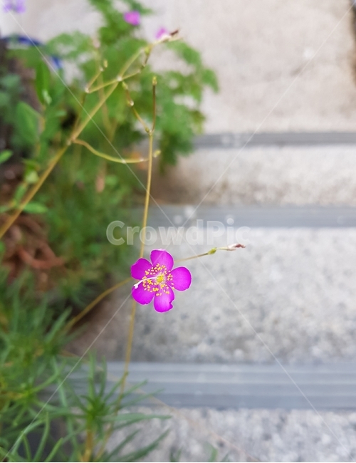 꽃,마당,저녁,가로등,자연,생명,골목길,식물,자연,plants,nature,꽃,flower
