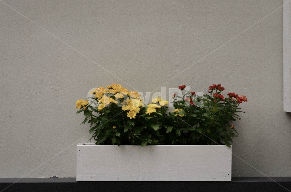도시,감성,꽃,식물,색감,식물,자연,plants,nature,꽃,flower