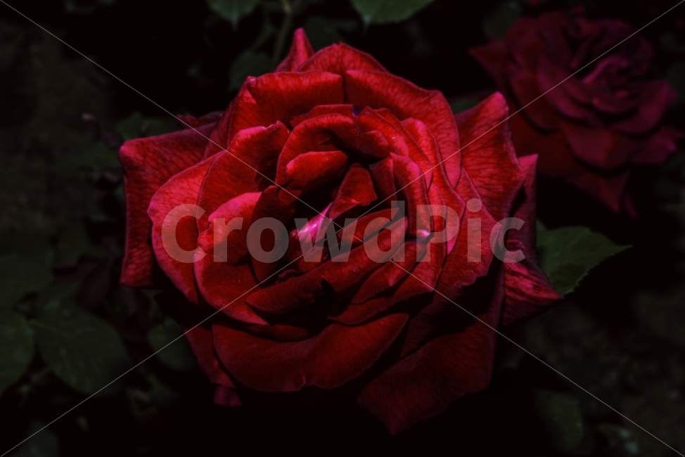 장미,rose,꽃,붉은장미,고혹적,매혹적,정열,사랑,뜨거움,밤장미,장미꽃,식물,자연,plants,nature,꽃,flower