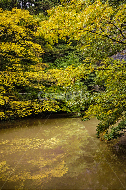 단풍,반영,나무,호수,tree,노란색,yellow,물,자연,풍경,nature,landscape,water,outdoors,옥외,land,땅