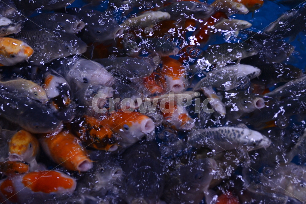 잉어,물고기,fish,많은물고기,물고기입
