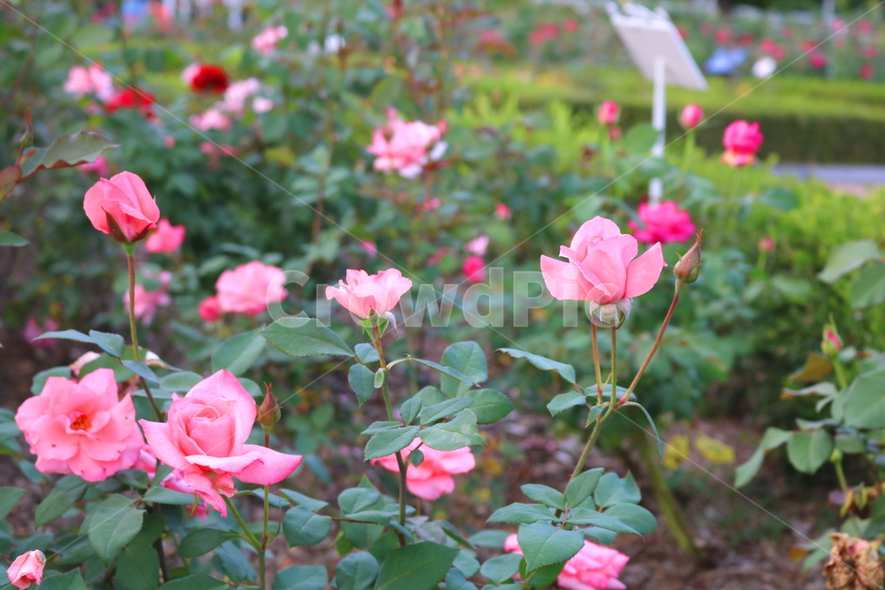 장미,장미꽃,꽃,식물,자연,보니카,꽃밭,분홍꽃,관상용,식물,자연,plants,nature,꽃,flower