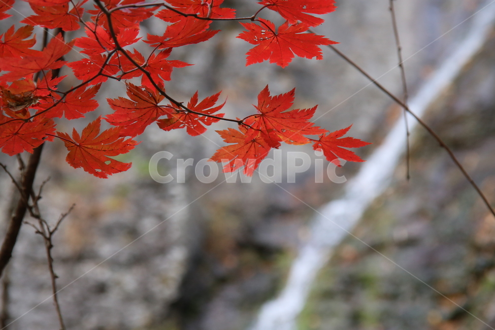 단풍,폭포,가을,가을단풍,단풍나무,가을,계절,fall,autumn,season,plant,식물,leaf,잎,tree,나무