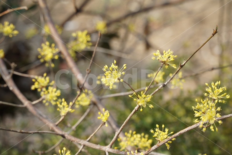 산수유,꽃,자연,정물,노랑,봄,계절,spring,season,식물,자연,plants,nature,꽃,flower,plant