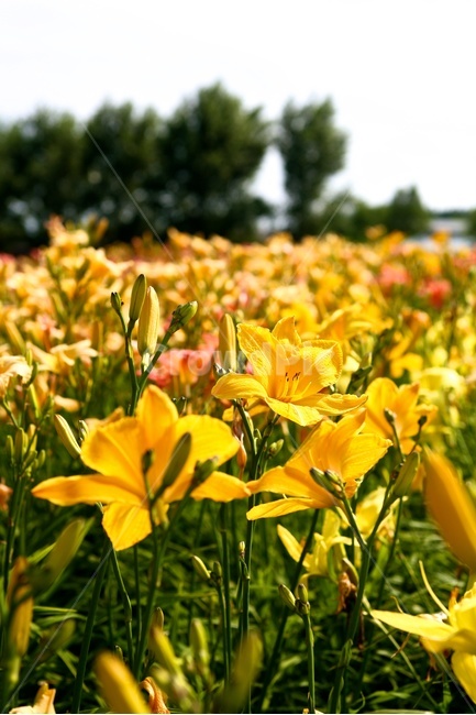 백합,lily,노랑,꽃,노란꽃,꽃밭,식물,자연,plants,nature,꽃,flower