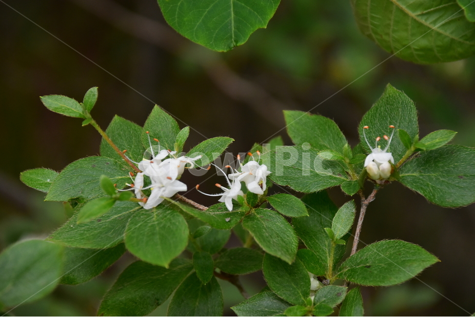 흰참꽃나무,야생화,생태,식물,자연,꽃,여름,힐링,플라워,계절,wildflower,flower,plants,nature,season,배경,목본,나무,감성,느낌,emotion,feeling,진달래과,진달래속,여름꽃,식물,자연,plants,nature,꽃,flower