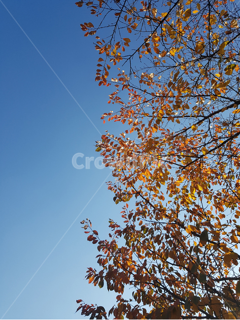 하늘,가을,나무,단풍,감성,계절,주황,파랑,푸른,로우앵글,season,fall,blue,sky,orange