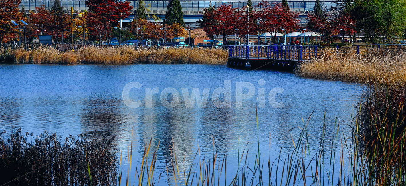 가을,단풍,낙엽,호수,갈대,가을,계절,fall,autumn,season,사람들,대중,군중,other people,crowd,water,물