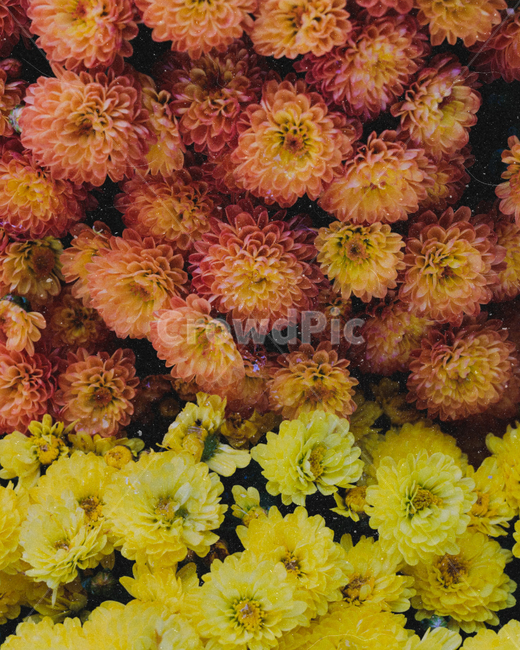 국화꽃,국화,꽃,flower,감성,식물,자연,plants,nature,꽃,flower