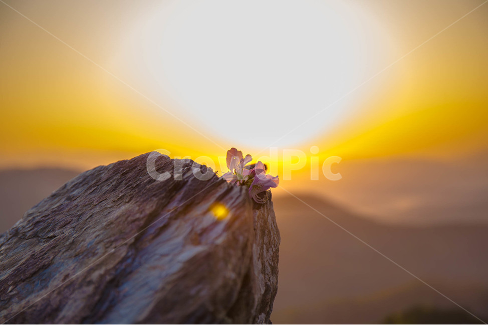 산정상,꽃,일출,간절함,새해,봄,계절,spring,season,꽃,flower,감성,sensible,feeling,nature,자연,outdoors,옥외