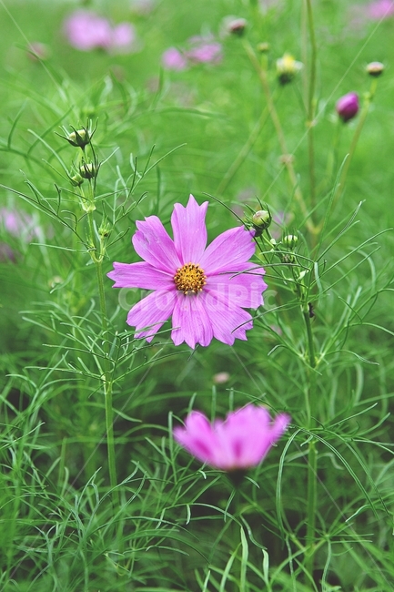 코스모스,꽃,꽃잎,식물,자연,공원,가을,가을꽃,식물,자연,plants,nature,꽃,flower